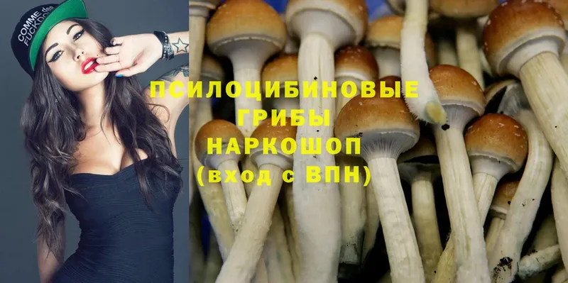 Псилоцибиновые грибы Psilocybine cubensis  блэк спрут ТОР  Беломорск 